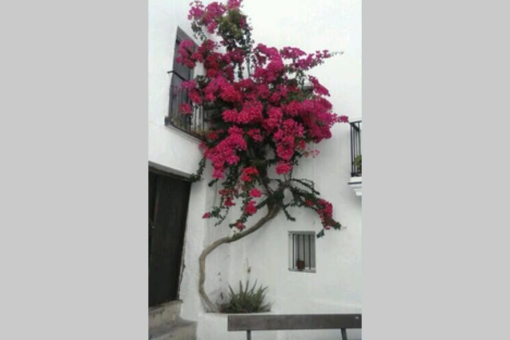 Albayalde Cielo y Mar Daire Vejer de la Frontera Dış mekan fotoğraf