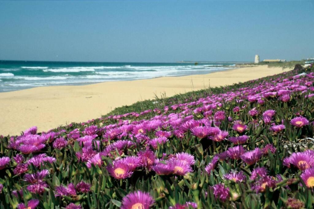 Albayalde Cielo y Mar Daire Vejer de la Frontera Dış mekan fotoğraf